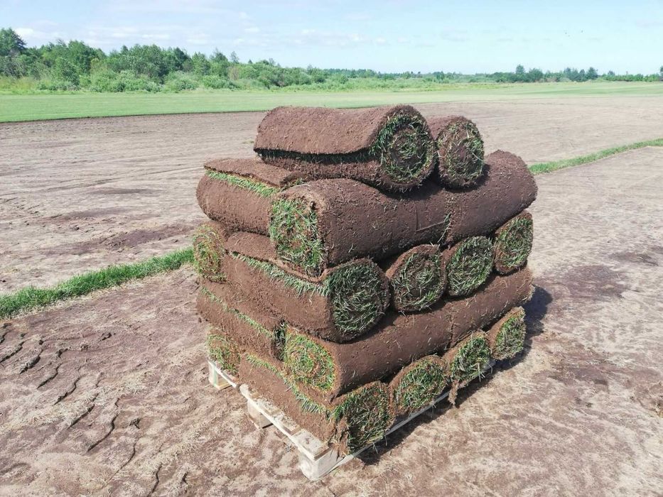 Оптом рулонный газон | Optom tayyor gazon