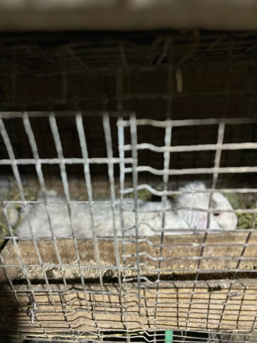 Французский вислоухи кролик