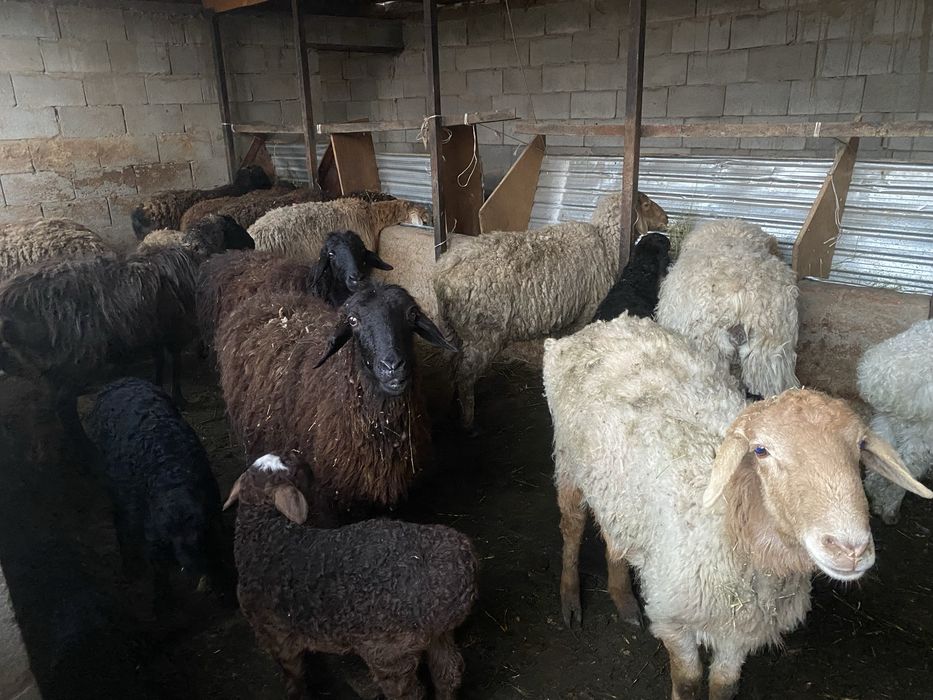 Продается бараны с ягненком