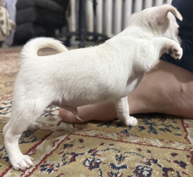 Продам щенка чихуахуа мальчик