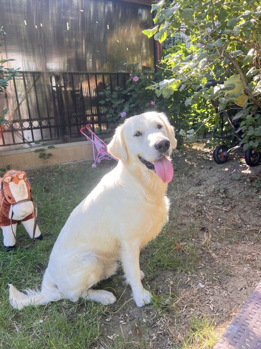 Donez mascul golden retriever !