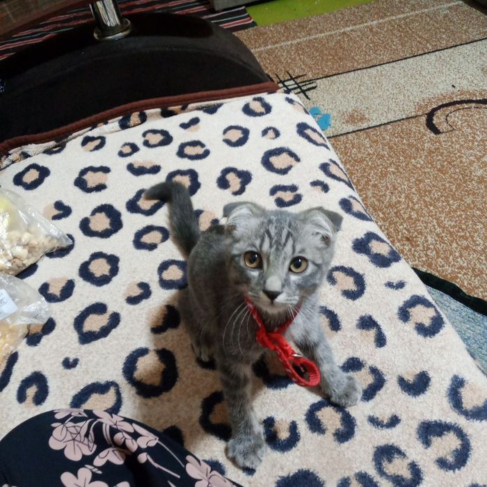 Shotland mushukcha, Scottish Fold