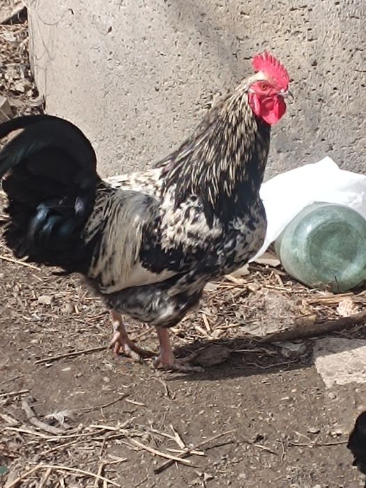 Продам Петухов лагенфельдер