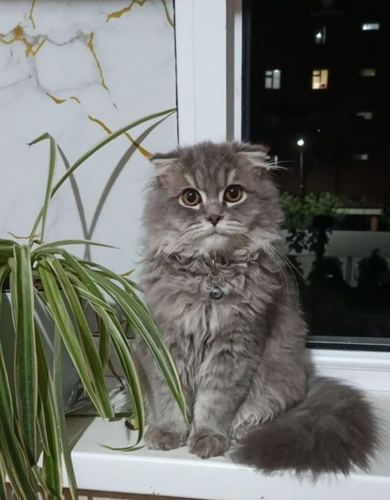 Haylond strayt sotiladi