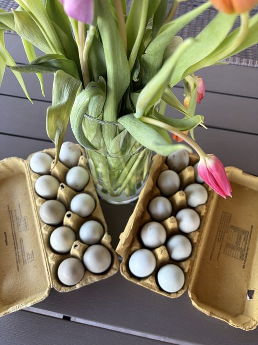 Oua verzi-albastrui de incubat