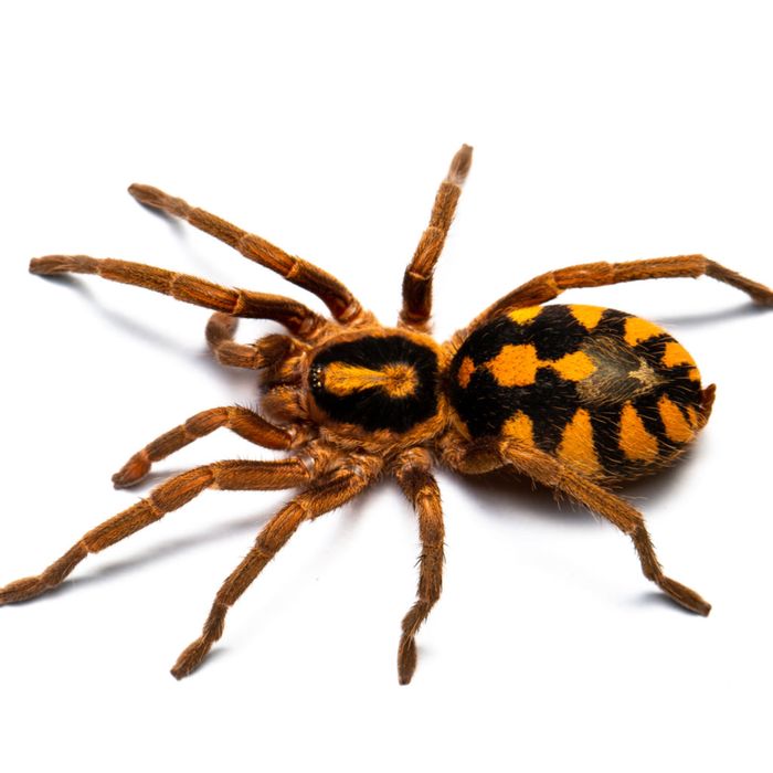 Паук птицеед Hapalopus sp. "Colombia Gross"