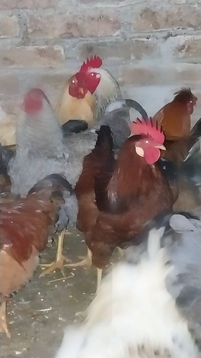 Mai am 3 cocosi pt Supa crescuti liberii bio