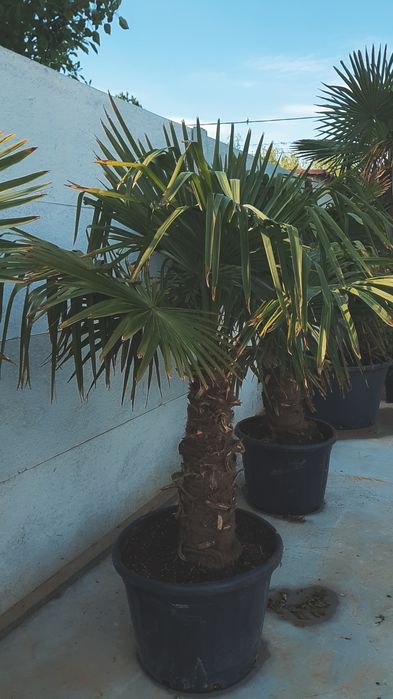 Grădină amenajata cu stil, plante ornamentale, tuia, catalpa