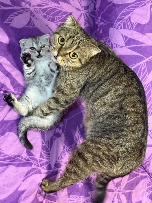 Шотландский котенок
