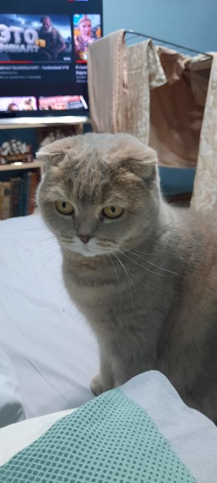 Кошка британская веслоухая