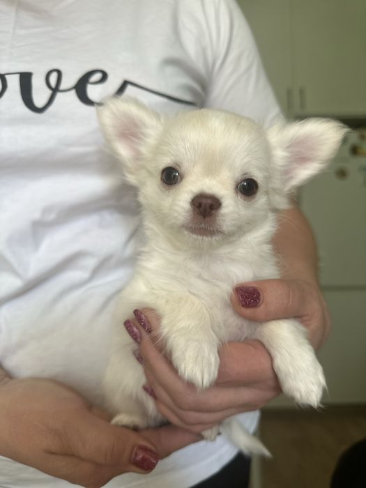 Девочки чихуа хуа