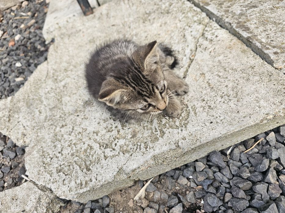 Dau 5 pui de pisica spre adoptie, 2 baieti si 3 fefe
