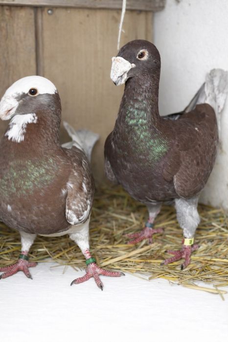 De vanzare mai multe rase de porumbei.