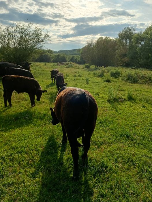 Vând 5 tauri și 10 vițele rasa Angus