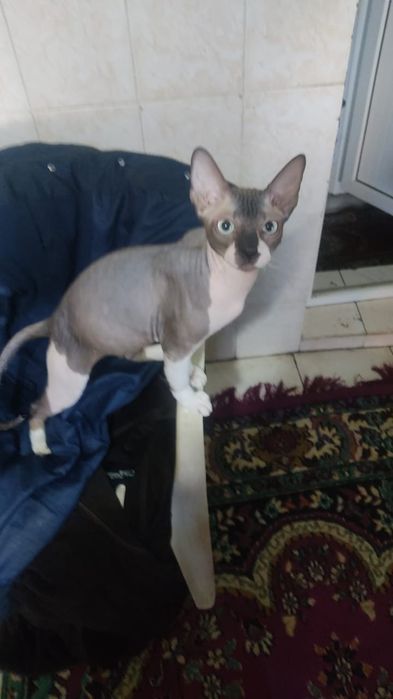 Вязка кот сфинкс