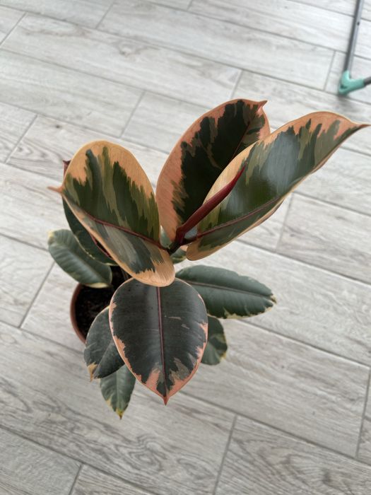 Продам фикус 1.5 года