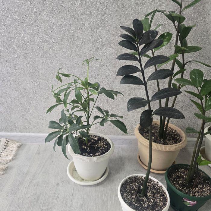 Срочно продам комнатные цветы