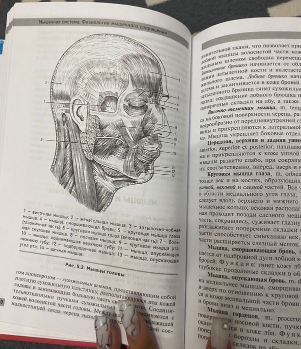 Книга по анатомии