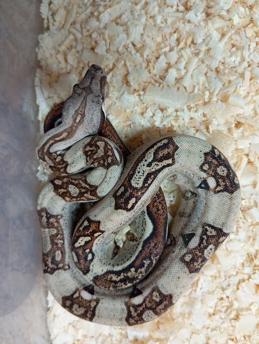 Императорские удавы продажа