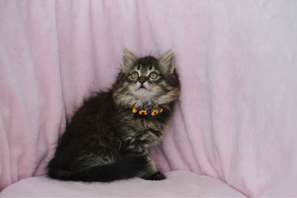 Сибирские котята