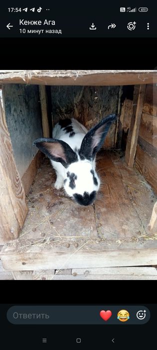 Кролики породы строкач
