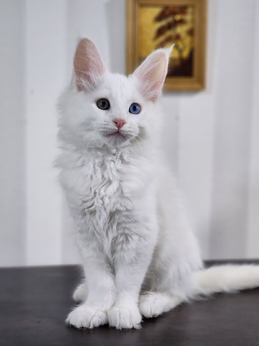 Котята из питомника