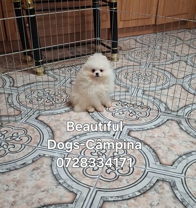 Pui pomeranian femelă