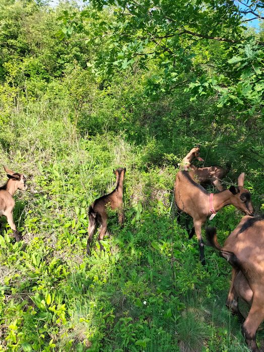 Vând capre Alpina franceza femela și ieduțe și un țap pentru montă