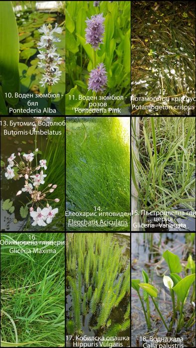 Продавам водни и езерни растения.