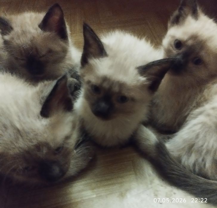 Красивые, сиамские котята