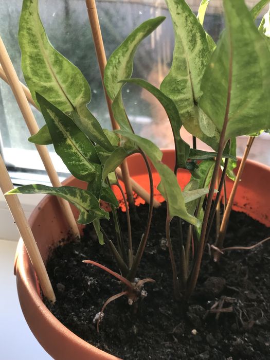 Продам Комнатные цветы