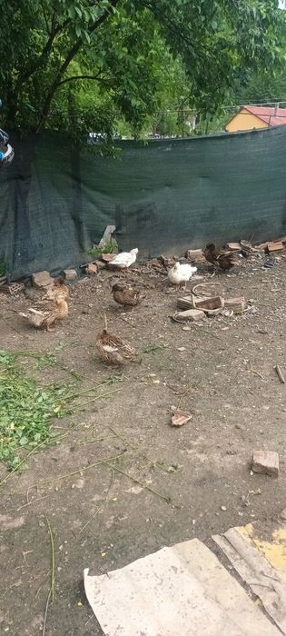 Rate românești de casa