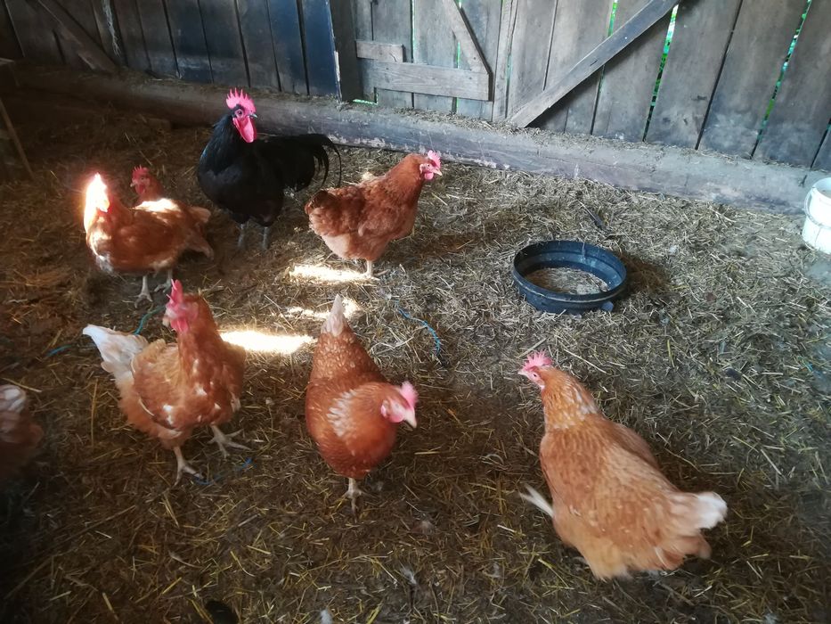 Vand 8 gaini de  Casă  și  un Cocos