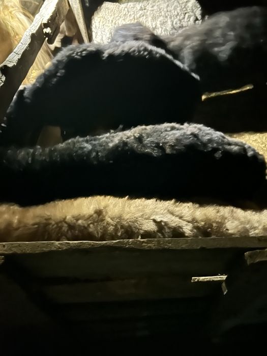 Қой, баран семіз