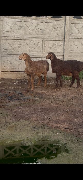 Козы кошкар Арашан