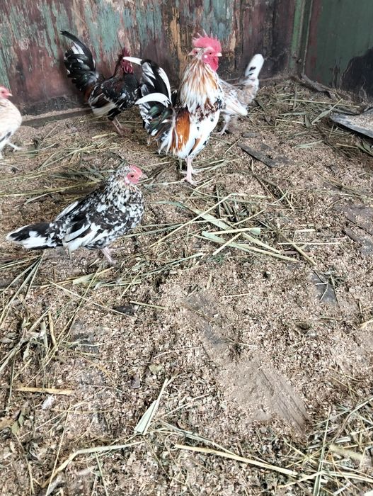 Карлики бентамка ситцевые