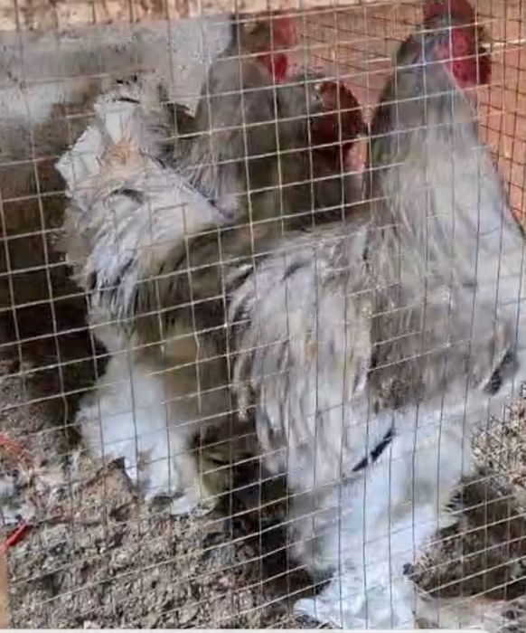 Цыплята кохинхины голубые