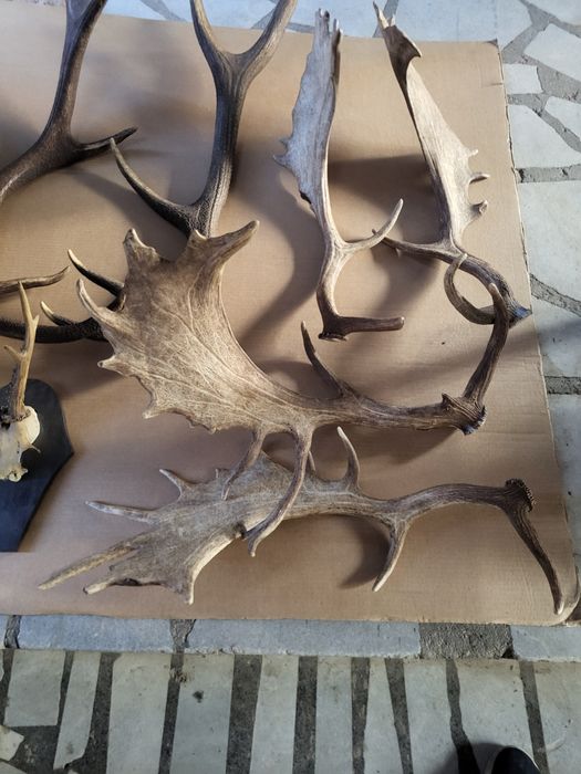 Продавам рога от срандак и лопатар