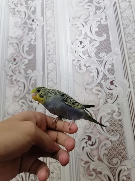 2 та кашада бокилган ручной волнистыйлар сотилади