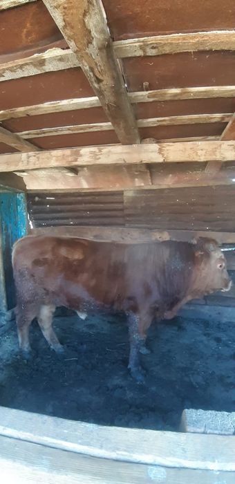 Продам бычка жирного