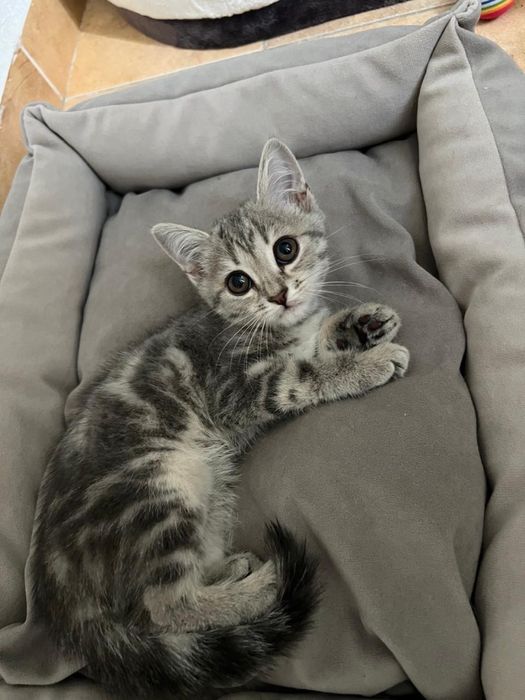Шотландской котенок