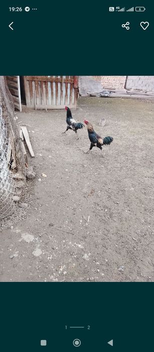 Срочна продам петухов