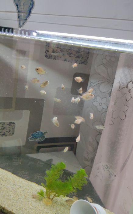 Цихлазомы цихлиды