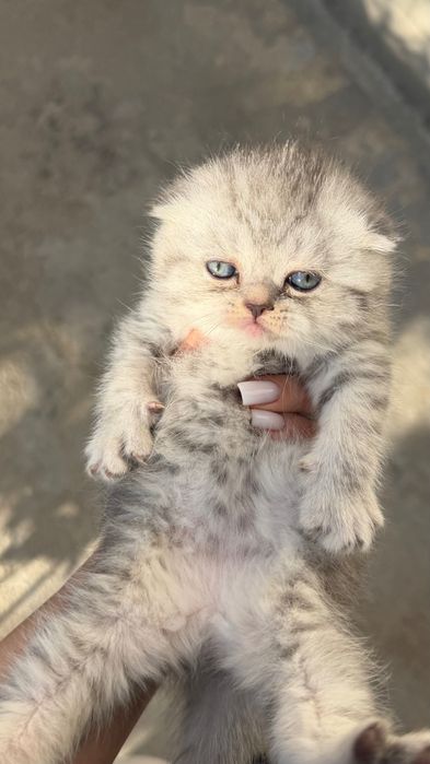 Продаётся котята