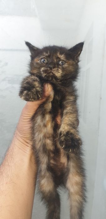 Отдам даром котят