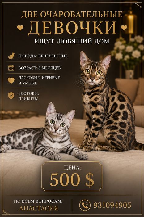 срочно продаю кошек