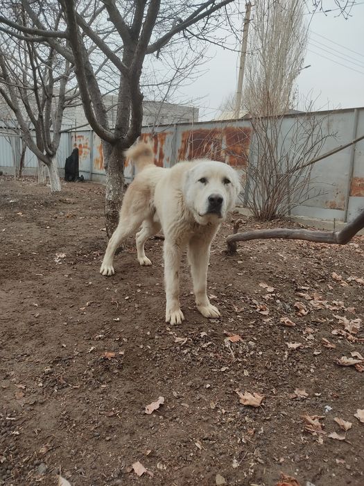 Продается собака почти 2 года