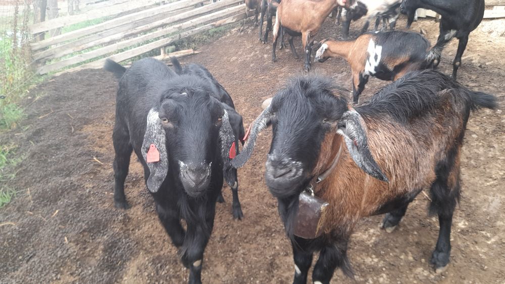 Vînd capre de prasilă