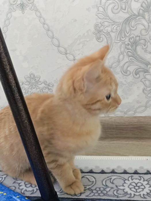 Кошка турецкий ангар