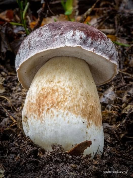 Суха борова манатарка, пачи крак